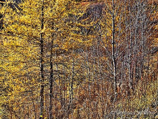 Canadian Shield Scene_DSCF03013.jpg - Photographed near Calabogie, Ontario, Canada.